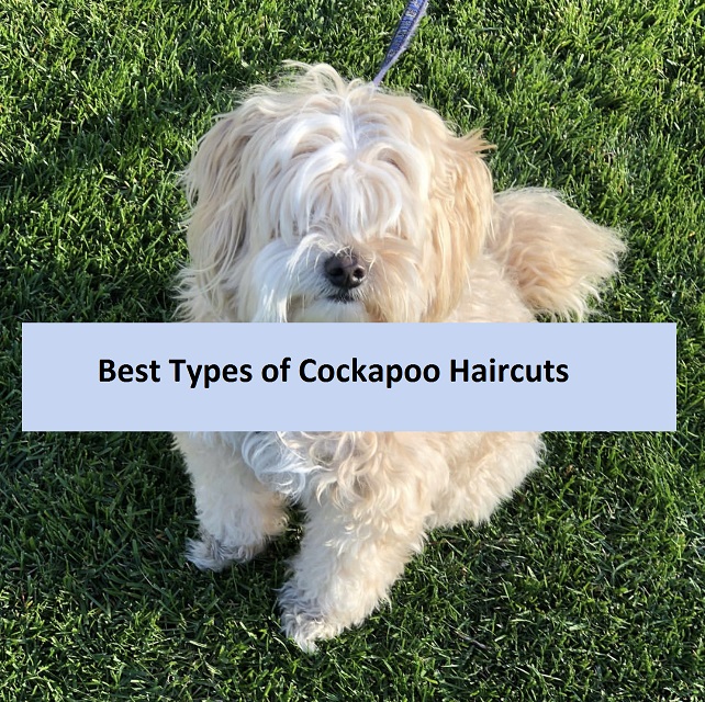 Best Types of Cockapoo Haircuts