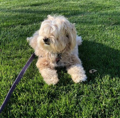 Cockapoo Haircuts Cockapoo Haircuts