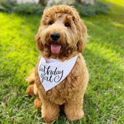 Cockapoo Haircuts Cockapoo Haircuts