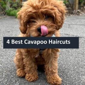 4 Best Cavapoo Haircuts 4 Best Cavapoo Haircuts