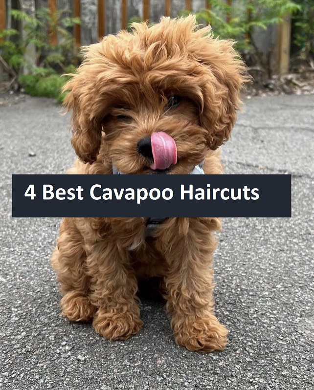 4 Best Cavapoo Haircuts