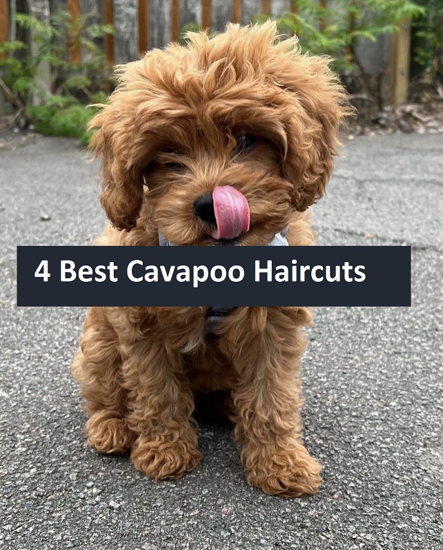 The Best Cavapoo Haircuts (Lots of Pics!) & Grooming Tips!