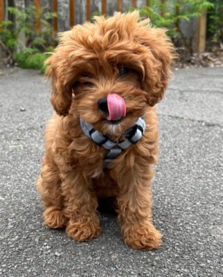 Best Cavapoo Haircuts