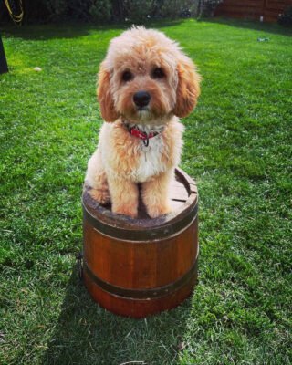 Best Cavapoo Haircuts