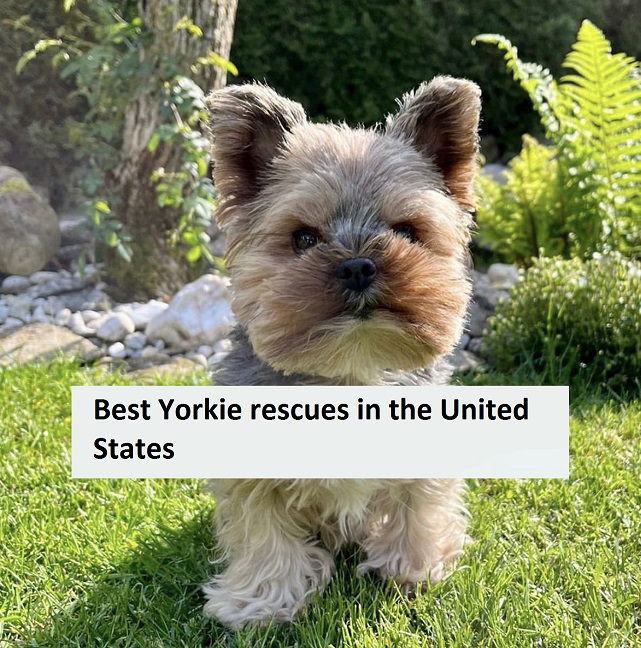 yorkie rescues new homes needed