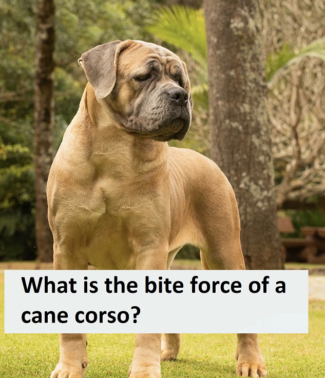 What is the bite force of a cane corso