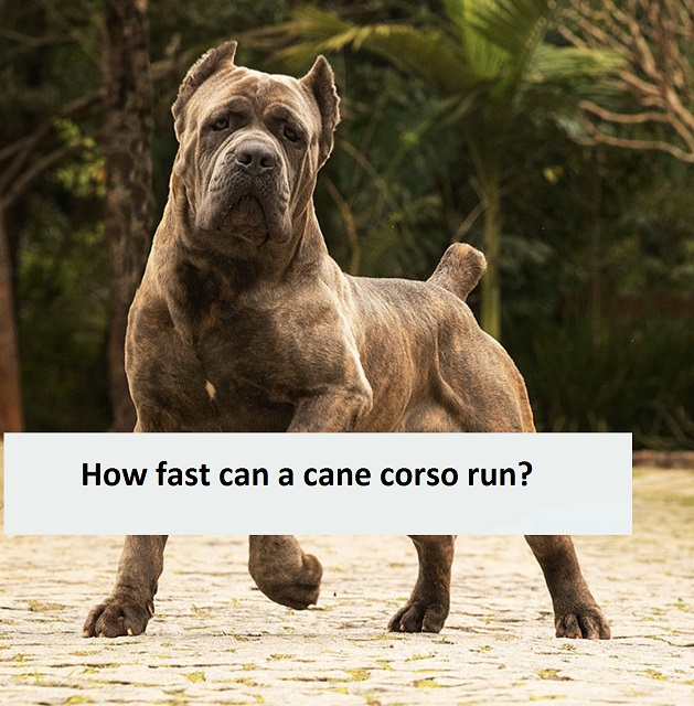 How fast can a cane corso run