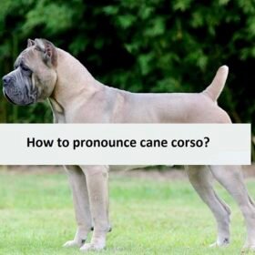 How to pronounce cane corso