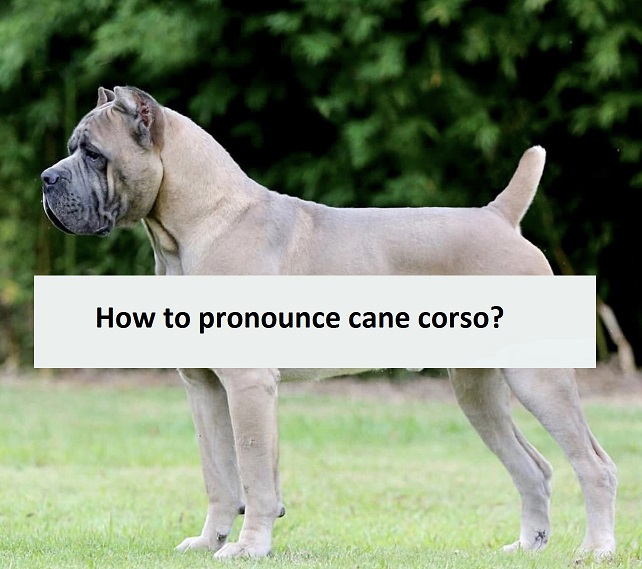 How to pronounce cane corso