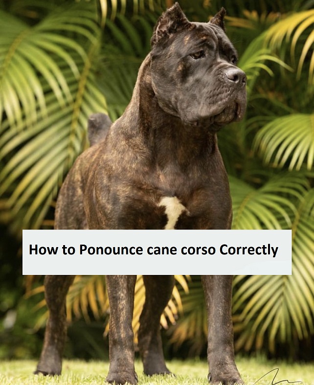 How to Ponounce cane corso Correctly