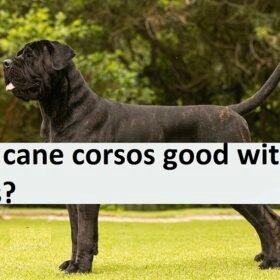 are cane corsos good with kids are cane corsos good with kids