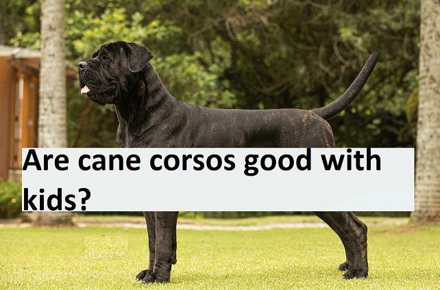 are cane corsos good with kids