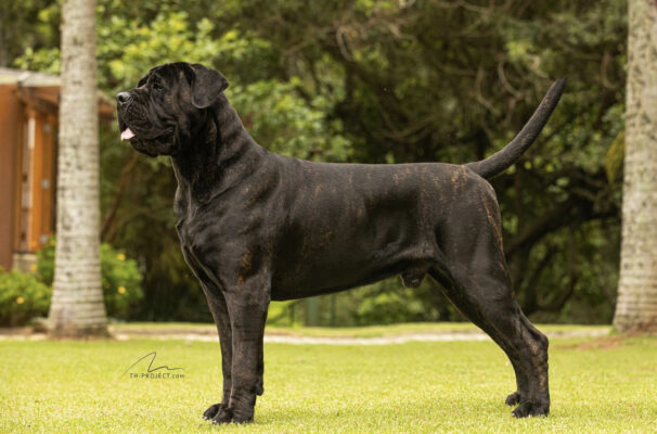 How fast can a cane corso run/How fast does a cane corso run