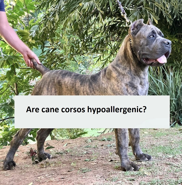 are cane corsos hypoallergenic
