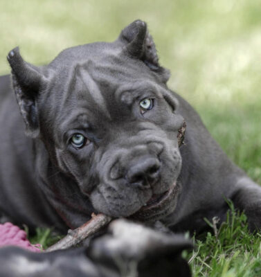 Cane Corso Puppies For Sale  Available in Phoenix & Tucson AZ