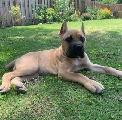 are cane corsos good with other dogs