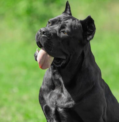 bite force of a cane corso