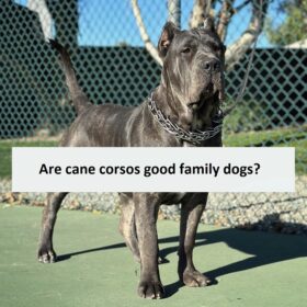 Are cane corsos good family dogs