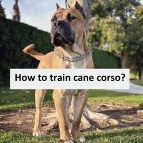 How to train cane corso