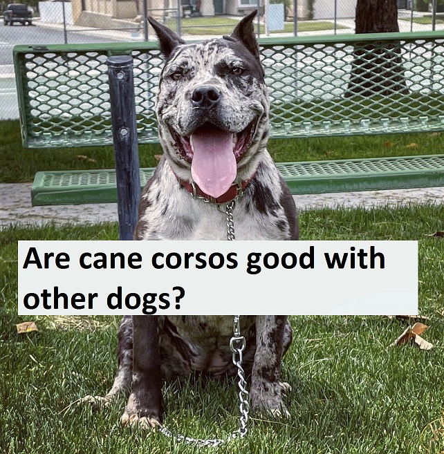 Are cane corsos good with other dogs