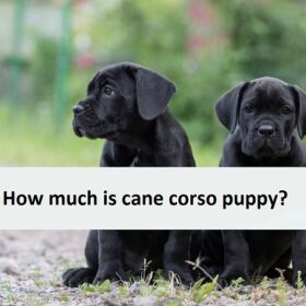 How much is cane corso puppy