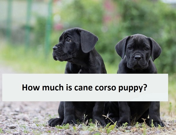 How much is cane corso puppy