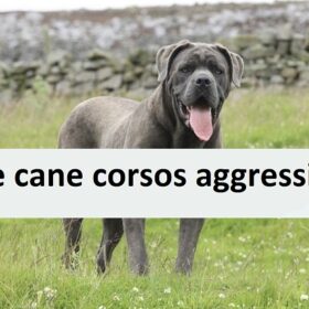 Are cane corsos aggressive
