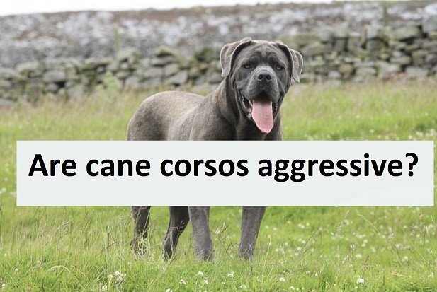 Are cane corsos aggressive