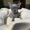 French bulldog puppies for sale $200