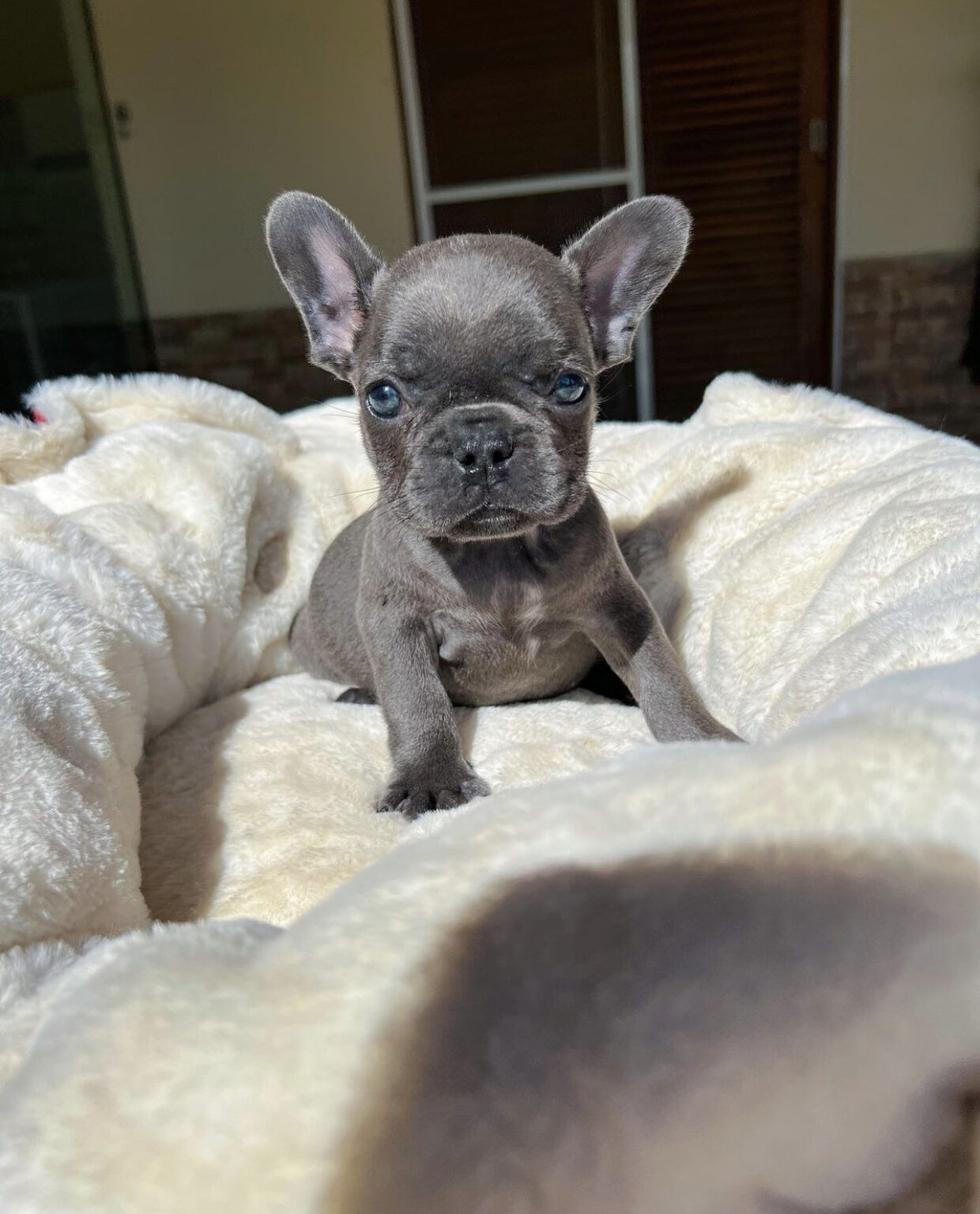 French bulldog puppies for sale $200/Cheap frenchies for sale