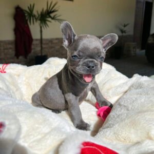 French bulldog puppies for sale $200