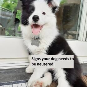 signs your dog needs to be neutered