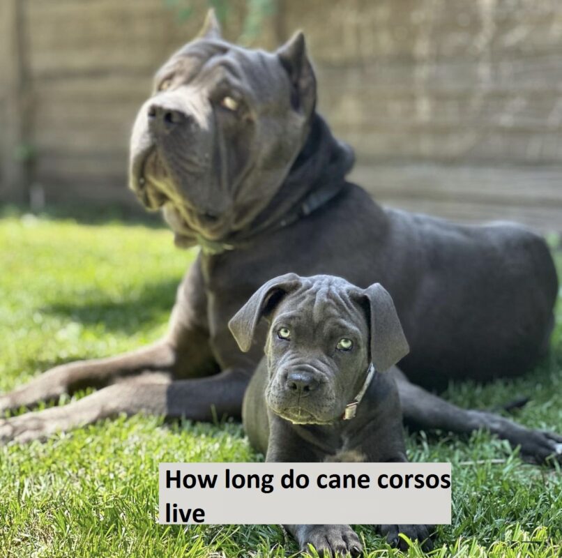 How long do cane corsos live