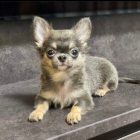 Chihuahua puppy for sale $150