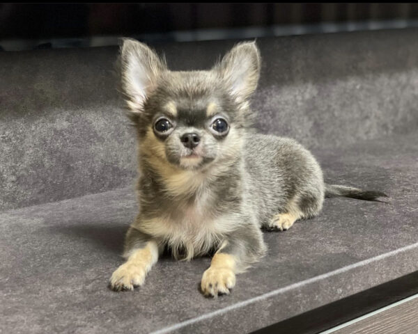 Chihuahua puppy for sale $150