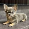 Chihuahua puppy for sale $150