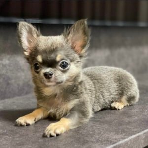 Chihuahua puppy for sale $150