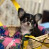 Teacup chihuahua puppies for sale near me under $300 dollars