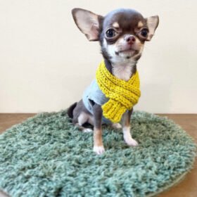 Chihuahua puppy for sale near me