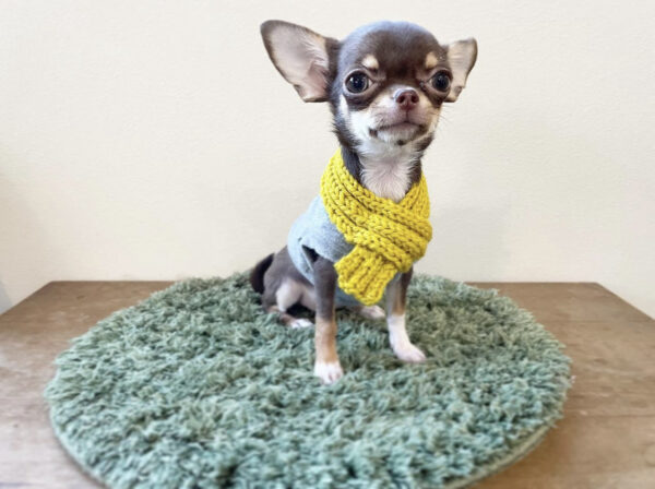 Chihuahua puppy for sale near me