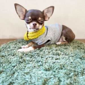 chihuahua puppy for sale