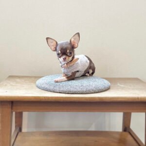 Free chihuahua puppies near me