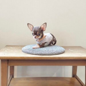 Free chihuahua puppies near me