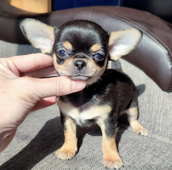 Free chihuahua puppies for sale near me