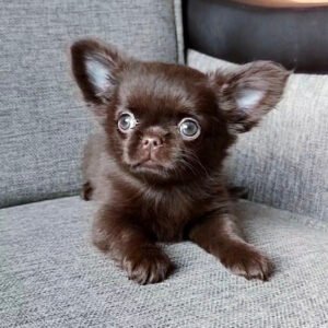 chihuahua puppies for free near me