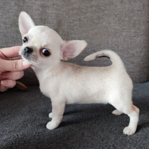 Teacup chihuahua puppies