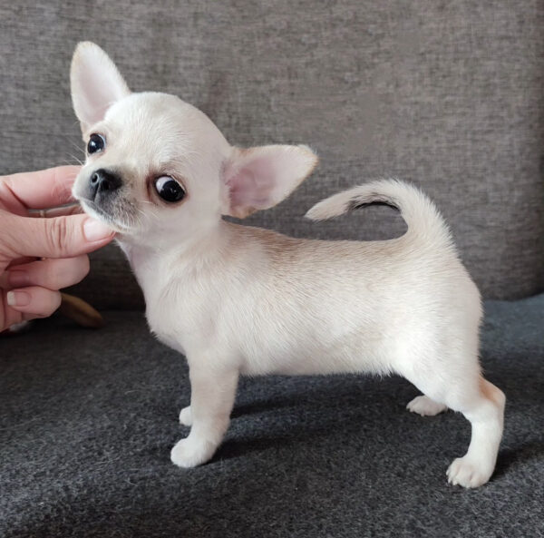 Teacup chihuahua puppies