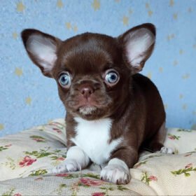 teacup chihuahua puppy