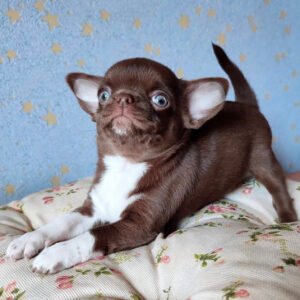 teacup chihuahua puppy