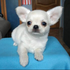 Long haired teacup chihuahua puppies